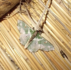 Victoria fuscithorax