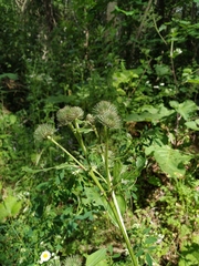 Arctium × neumanii