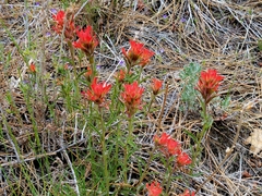Castilleja martini