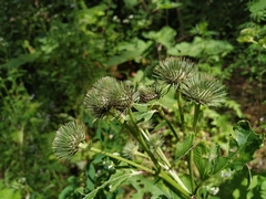 Arctium × neumanii