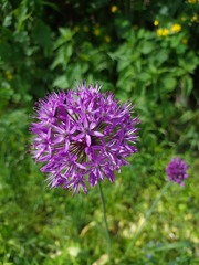 Allium aflatunense