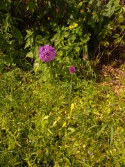 Allium aflatunense
