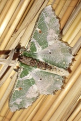 Victoria fuscithorax