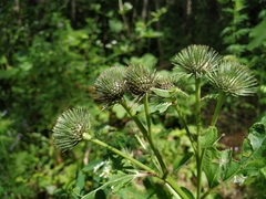 Arctium × neumanii