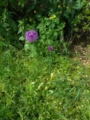 Allium aflatunense
