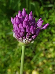 Allium aflatunense
