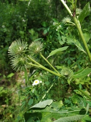 Arctium × neumanii