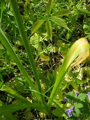 Allium aflatunense