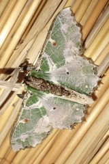 Victoria fuscithorax