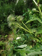 Arctium × neumanii