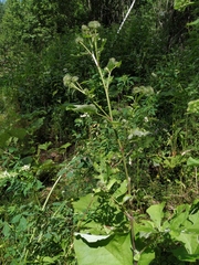 Arctium × neumanii