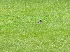 Gracupica nigricollis