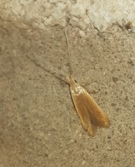 Anacampsis fullonella