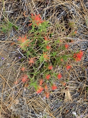Castilleja martini