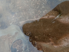 Siderastrea savignyana