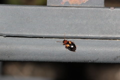 Lebia scapularis