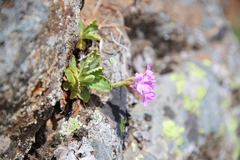 Primula daonensis