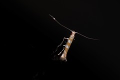 Acrocercops hedymopa
