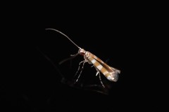 Acrocercops hedymopa