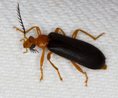 Neopyrochroa flabellata