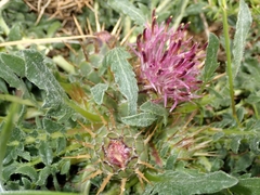 Centaurea ultreiae