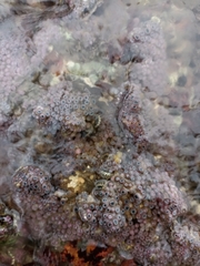 Zoanthus sansibaricus