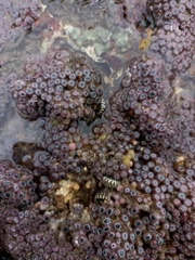 Zoanthus sansibaricus