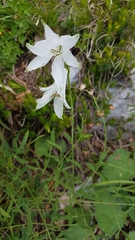 Paradisea liliastrum