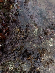 Zoanthus sansibaricus