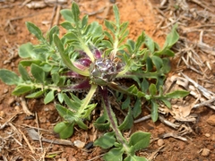 Centaurea ultreiae