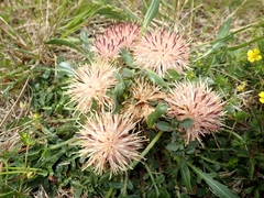 Centaurea ultreiae