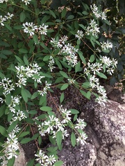 Euphorbia leucocephala