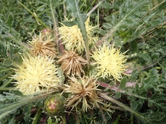 Centaurea ultreiae