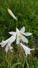 Paradisea liliastrum