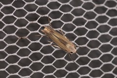 Thiotricha atractodes