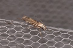 Thiotricha atractodes