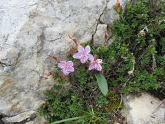 Rhodothamnus chamaecistus