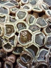 Palythoa mutuki