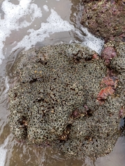 Palythoa mutuki