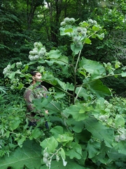 Arctium × neumanii