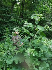 Arctium × neumanii
