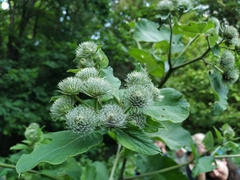 Arctium × neumanii