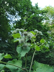 Arctium × neumanii
