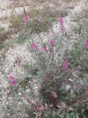 Astragalus brachylobus