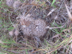 Monarda clinopodioides