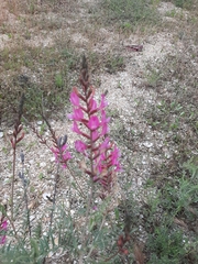 Astragalus brachylobus