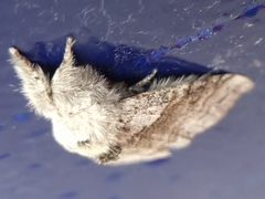 Calliteara pudibunda