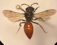 Sphecodes ruficrus