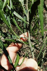 Dodonaea truncatiales