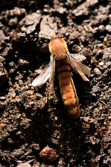 Dorylus helvolus